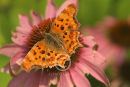 Comma butterfly